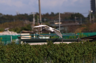 IMG_9551