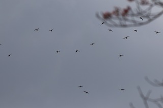 IMG_2714