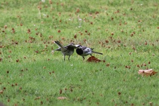 IMG_5450