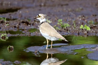 IMG_6954