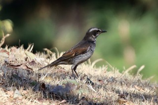 IMG_7972