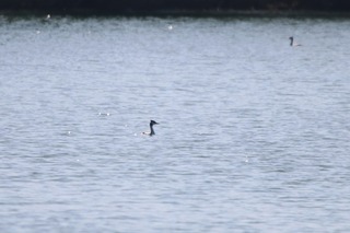 IMG_4217