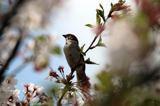 IMG_1037