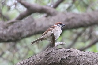 IMG_8647