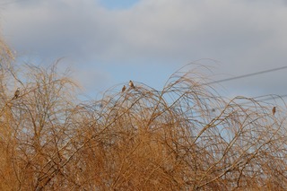 IMG_8666
