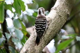 IMG_1249