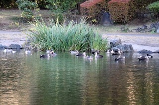 IMG_4798