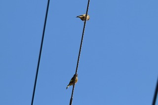 IMG_1309