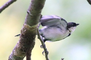 IMG_6275