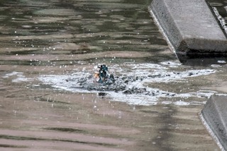 IMG_4193