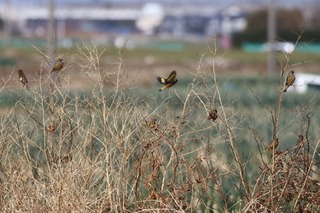 IMG_7781