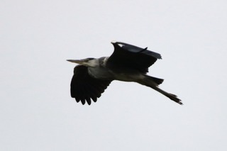 IMG_1401