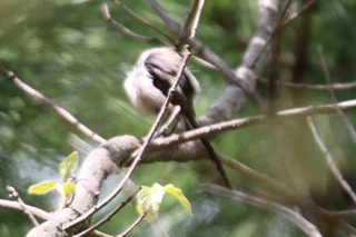 IMG_4020