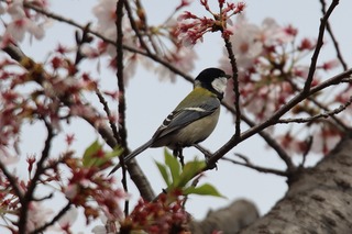 IMG_2778