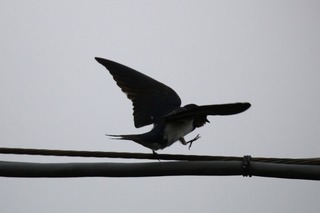 IMG_8075