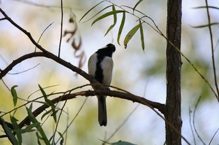 IMG_4236
