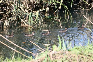 IMG_9425
