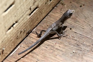 IMG_5726