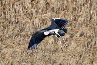 IMG_9161