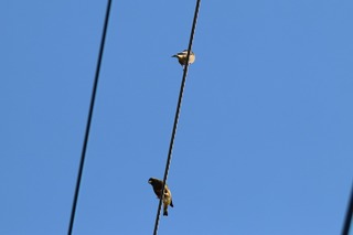 IMG_1315