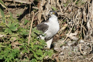 IMG_0187