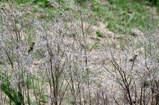 IMG_3276