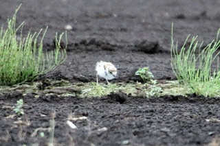 IMG_8332