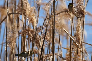 IMG_0164