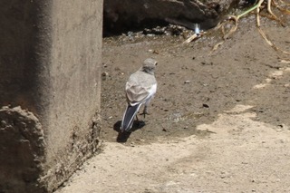 IMG_6586