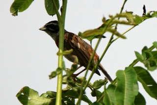 IMG_7592