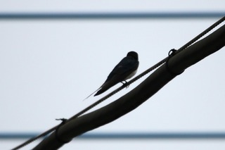 IMG_8695