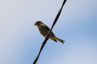 IMG_1082