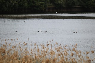IMG_1588