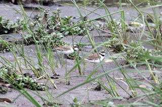 IMG_5179