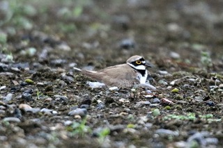 IMG_8026