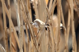 IMG_2286