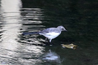 IMG_1471