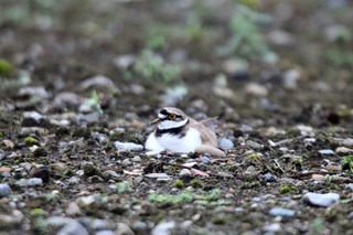 IMG_8145