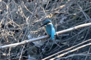 IMG_0884