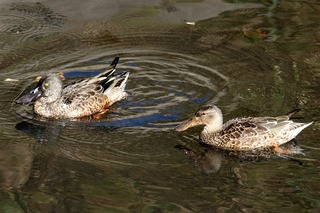 IMG_0045