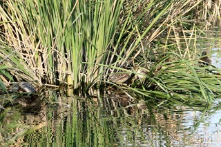 IMG_6663