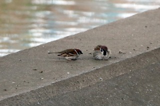 IMG_0137