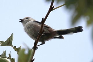 IMG_9385