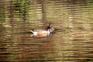 IMG_4692