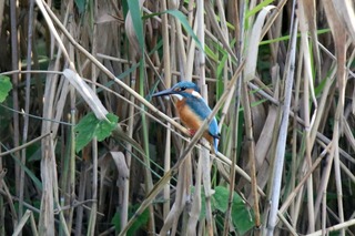 IMG_6552