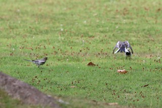 IMG_5433