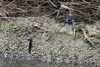 IMG_0164