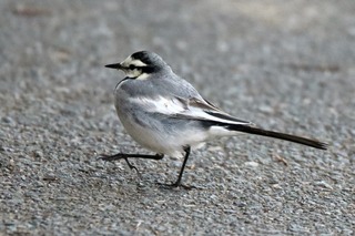 IMG_9919