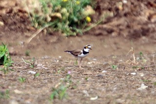 IMG_4191