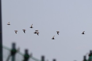 IMG_4191